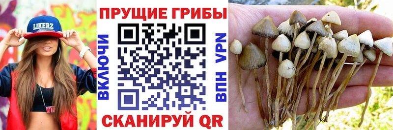 blacksprut как зайти  Славянск-на-Кубани  Псилоцибиновые грибы прущие грибы 